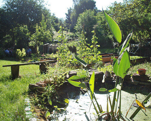 View of the pond- home to many resident frogs