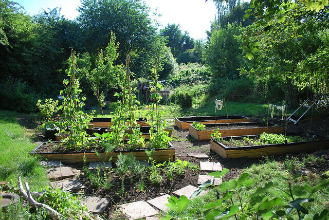 View of the beds summer 2018