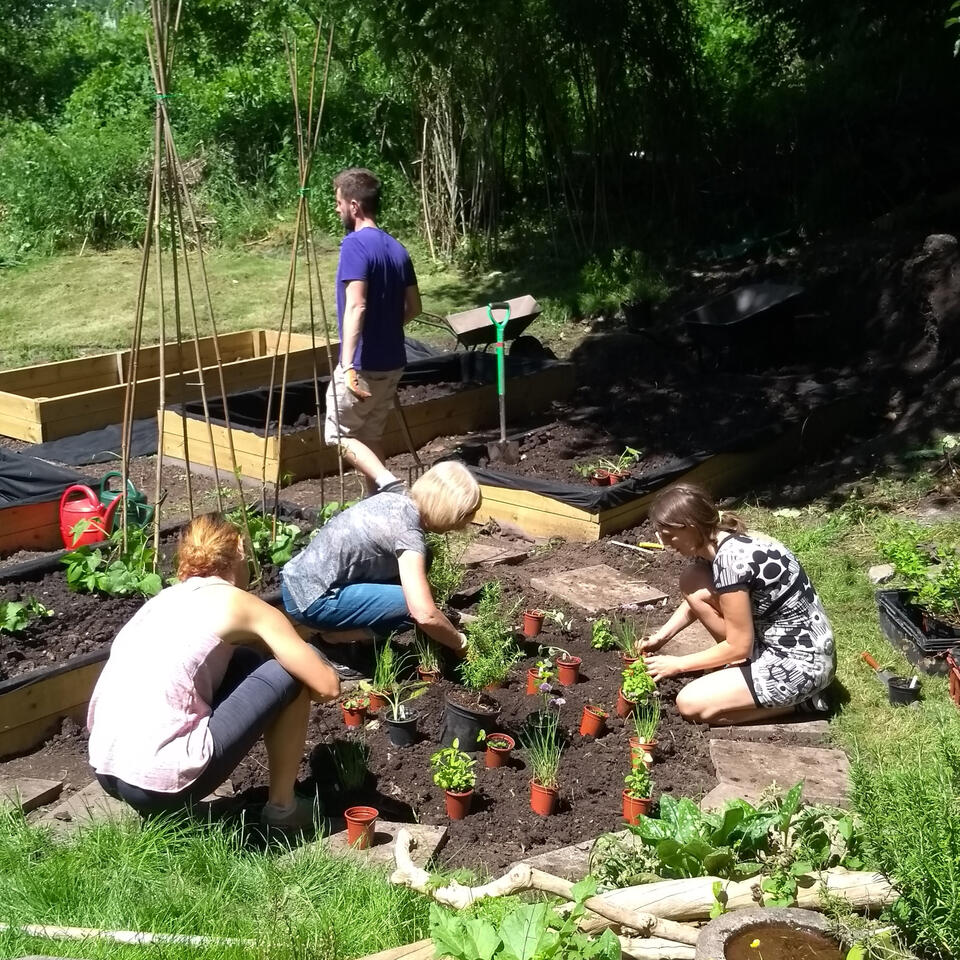 Planting herbs generously donated by Avon Wildlife Trust